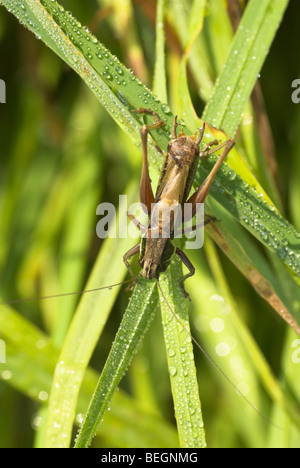 Roesel's Bush Cricket (Metrioptera roeseli). Foto Stock