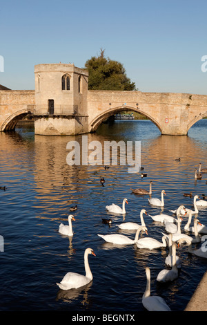 Inghilterra, Cambridgeshire, St Ives, Quay, cigni e anatre sul Fiume Great Ouse dal ponte di pietra e la cappella Foto Stock