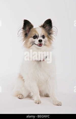 Un simpatico Papillon cane giocattolo seduto sulle zampe posteriori su uno sfondo bianco. Foto Stock