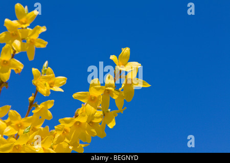 Il giallo dei fiori di forsitia contro un cielo blu Foto Stock