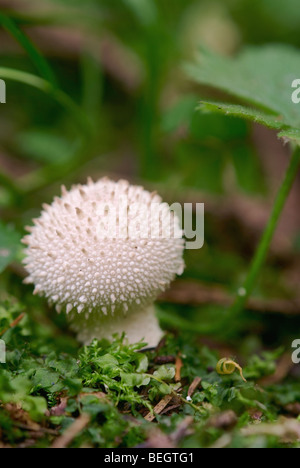 Puff-ball (fungo Lycoperdon perlatum) Foto Stock