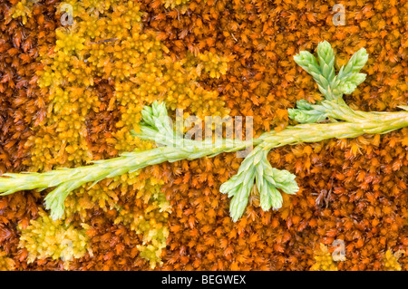 Alpine, Clubmoss Lycopodium alpinum, cresce attraverso un tappeto di Sphagnum muschi in una torbiera in Cairngorm plateau Foto Stock