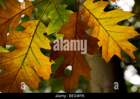 Foglie di autunno cambiando colore Foto Stock