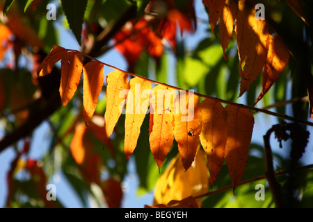 Foglie di sommaco in autunno Foto Stock