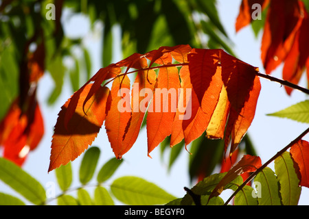 Foglie di sommaco in autunno Foto Stock