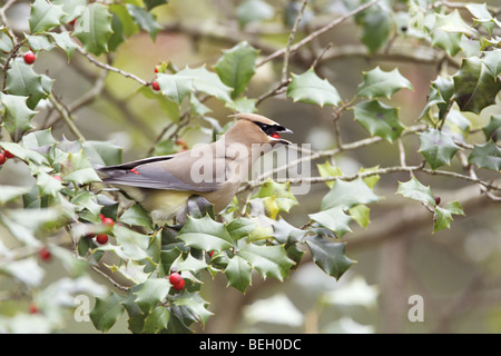 Il Cedar Waxwing mangiare i frutti di bosco da American Holly Tree Foto Stock