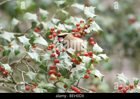 Il Cedar Waxwing mangiare i frutti di bosco da American Holly Tree Foto Stock