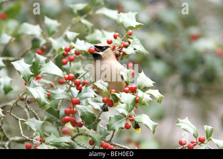 Il Cedar Waxwing mangiare i frutti di bosco da American Holly Tree Foto Stock