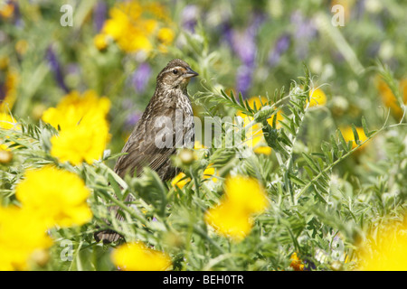 Femmina rosso-winged Blackbird appollaiato in fiori selvatici Foto Stock