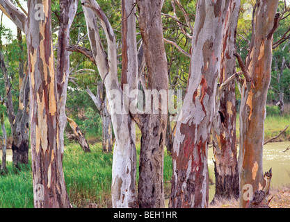 Fiume Red Gums, Murray Riverland, Sud Australia Foto Stock