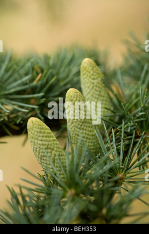 Atlas albero di cedro . Sviluppo di coni intorno a rosette di aghi Foto Stock