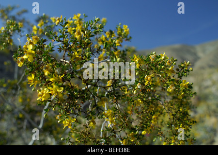 Il creosoto bush (Larrea Purshia) Foto Stock