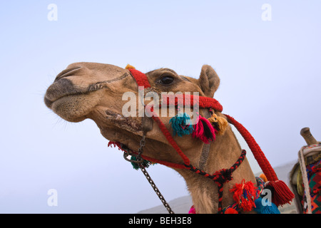 Dromedario Arabian cammello, Camelus dromedarius, Il Cairo, Egitto Foto Stock