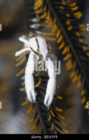 Crinoide Squat Lobster, Allogalathea elegans, Manado, Sulawesi, Indonesia Foto Stock