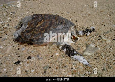 La morte tartaruga verde lavato fino sulla spiaggia, Chelonia Mydas, Indonesia Foto Stock