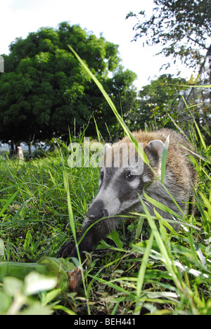 Bianco-coati dal naso, Nasua narica, Playas del Coco, Costa Rica Foto Stock