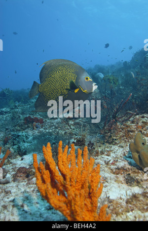 French Angelfish in Coral Reef, Pomacanthus parù, Cozumel, Mar dei Caraibi, Messico Foto Stock