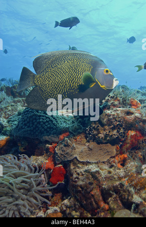 French Angelfish in Coral Reef, Pomacanthus parù, Cozumel, Mar dei Caraibi, Messico Foto Stock