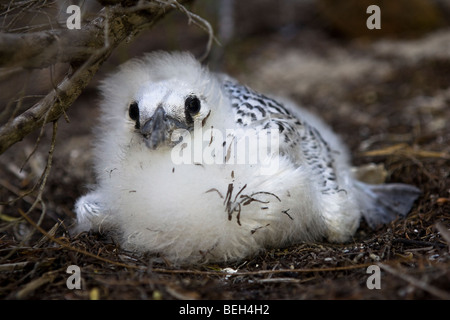 Pollo di Red-tailed Tropicbird, Phaethon rubricauda, atollo di Aitutaki, Isole Cook Foto Stock