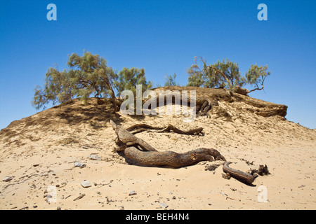 Il vecchio albero di Acacia Al Salta in Oasis Ain Khadra vicino White Desert National Park, Deserto Libico, Egitto Foto Stock