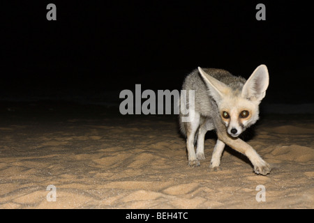 La Volpe del deserto di notte, Vulpes Zerda, Deserto Libico, Egitto Foto Stock