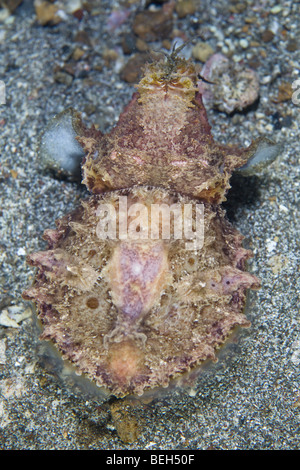 Flamboyant velenosi seppie, Metasepia pfefferi, Sulawesi, Lembeh strait, Indonesia Foto Stock