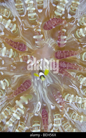 Clarks Anemonefish in perline anemone marittimo, Amphiprion clarkii, Heteractis aurora, Sulawesi, Lembeh strait, Indonesia Foto Stock