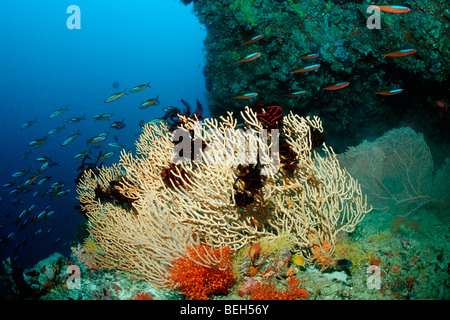 Il Neon Fusiliers oltre Seafan, Pterocaesio tile, Ellaidhoo House Reef, Ari Atoll, Maldive Foto Stock