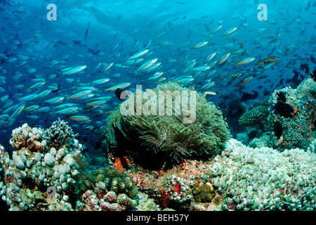 Il Neon Fusiliers sulla barriera corallina, Pterocaesio tile, Nord atollo di Ari, Maldive Foto Stock