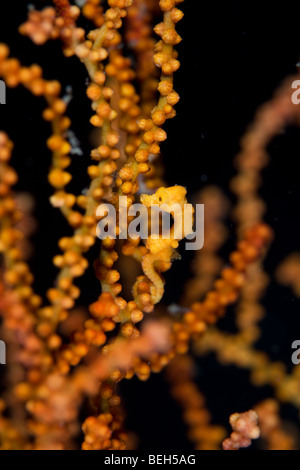 Denise cavalluccio marino pigmeo, Hippocampus denise, Sulawesi, Lembeh strait, Indonesia Foto Stock