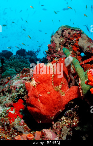 Gigante rosso pesce rana, Antennarius commersonii, Nord atollo di Ari, Maldive Foto Stock