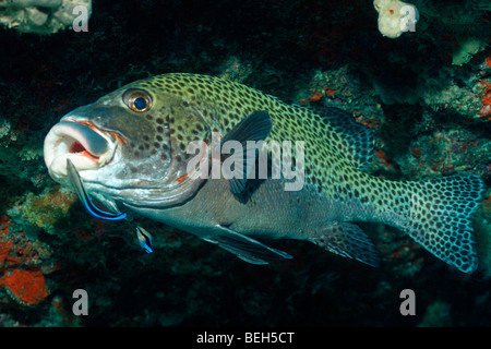 Arlecchino Sweetlips pulite da Cleaner tordi, Plectorhinchus chaetodonoides, Labroides dimidiatus, South Male Atoll, Maldive Foto Stock