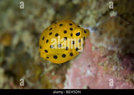 I capretti Boxfish giallo, Ostracion cubicus, Nord Sulawesi, Indonesia Foto Stock