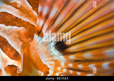 Pinna di Zebra-Lionfish, Dendrochirus zebra, Nord Sulawesi, Indonesia Foto Stock