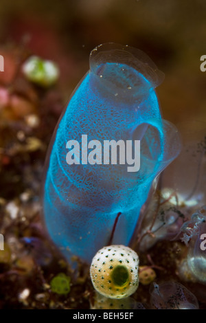 Tunicate blu, Rhopalaea sp., Nord Sulawesi, Indonesia Foto Stock