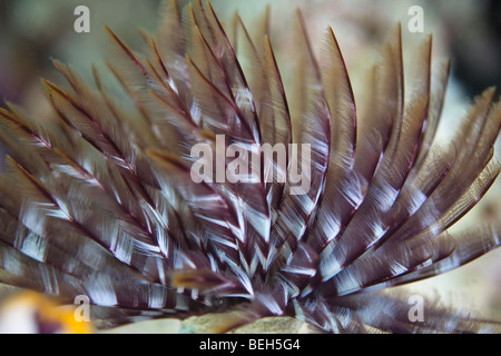 Tentacolo di Featherduster Worm, Sabellastarte sp., Nord Sulawesi, Indonesia Foto Stock