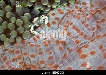 Il Granchio di porcellana in Anemone, Neopetrolisthes maculata, Nord Sulawesi, Indonesia Foto Stock