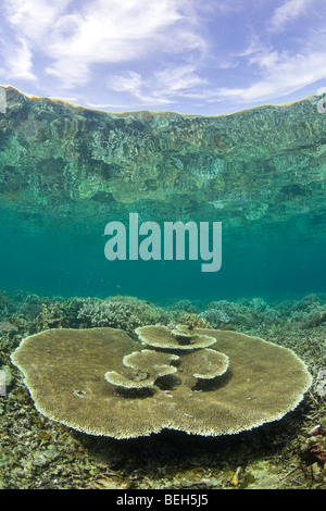 Coral Reef con coralli duri, Misool Raja Ampat, Papua occidentale, in Indonesia Foto Stock