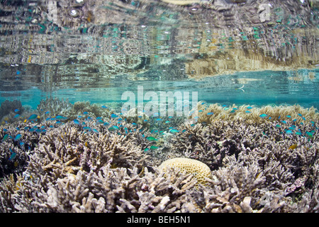 Shallow Reef con coralli Staghorn e Chromis, Acropora, Chromis viridis, Misool Raja Ampat, Papua occidentale, in Indonesia Foto Stock