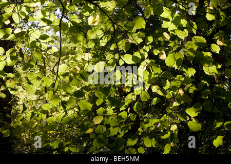 Estate luce del sole che filtra attraverso i vecchi rami e foglie verdi di faggi nell'antica foresta di Sydenham legno Foto Stock