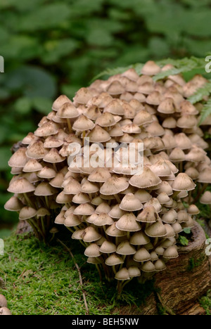 Pollo-gamba (fungo Pseudocoprinus o disseminatus Coprinus disseminatus) Foto Stock