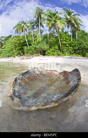 Guscio vuoto di tartaruga verde lavato fino alla spiaggia, Chelonia Mydas Raja Ampat, Papua occidentale, in Indonesia Foto Stock