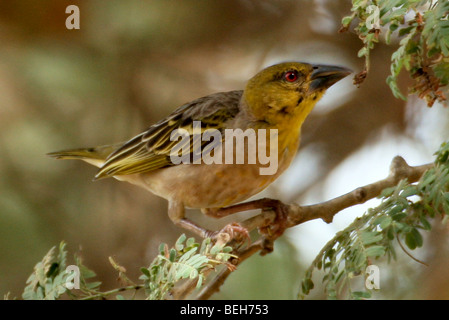 Femmina, village Weaver, Ploceus cucullatus, noto anche come the spotted-backed o tessitore Tessitore a testa nera, il Gambia Foto Stock