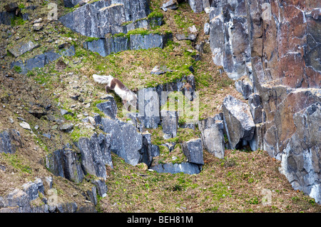 Spitsbergen, Svalbard, Hinlopenstreet, artic fox a Alkefjellet Foto Stock