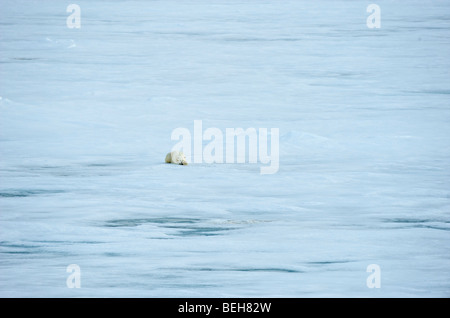 Spitsbergen, solitario orso polare Foto Stock