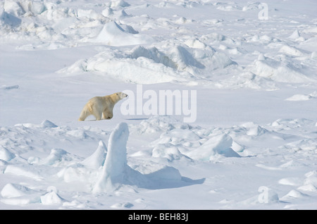 Spitsbergen, Svalbard, orso polare sulla banchisa vicino a mille isole Foto Stock
