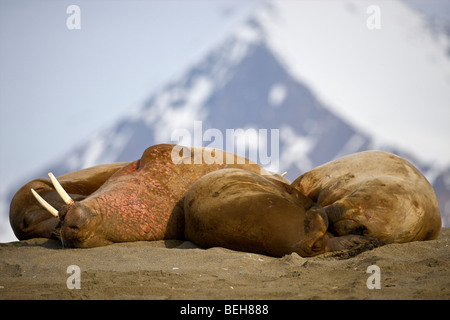 Spitsbergen, Svalbard, trichechi a Pollepynten su Prins Karls Forlí e Foto Stock