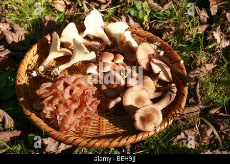 Rovistando fungine premia nelle foreste del Togakushi, Giappone Foto Stock