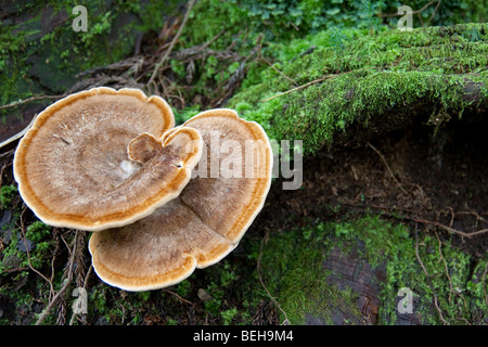 Staffa funghi che crescono tra il muschio su un dead marciume log in foreste del Togakushi, Giappone Foto Stock