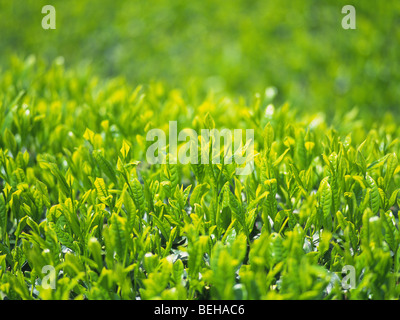 Germogli di tè Foto Stock